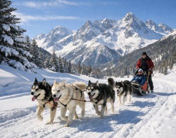 chien de traineau briancon : vivre une aventure nordique inoubliable face aux sommets