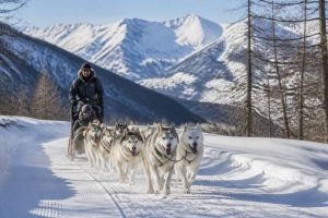 Chiens de traîneaux Jordi à Serre Chevalier